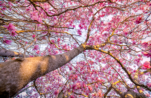 LSU Health New Orleans campus trees